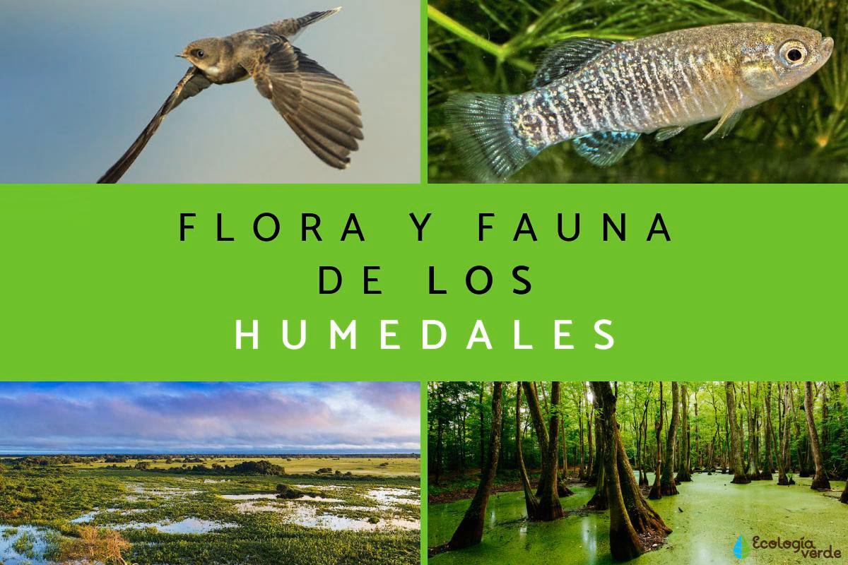 ¿Cuál es la fauna de los humedales?