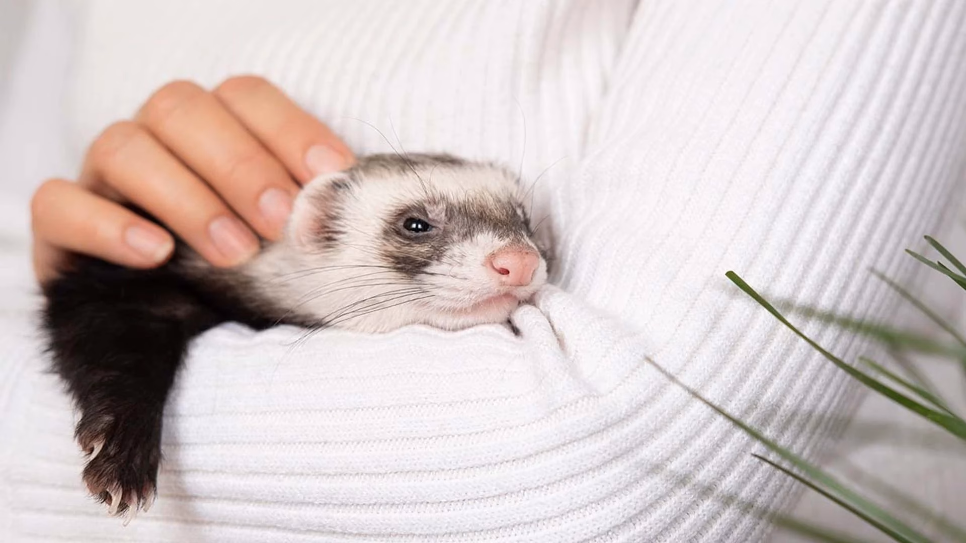 ¿Cuál es el mejor espacio para un hurón?