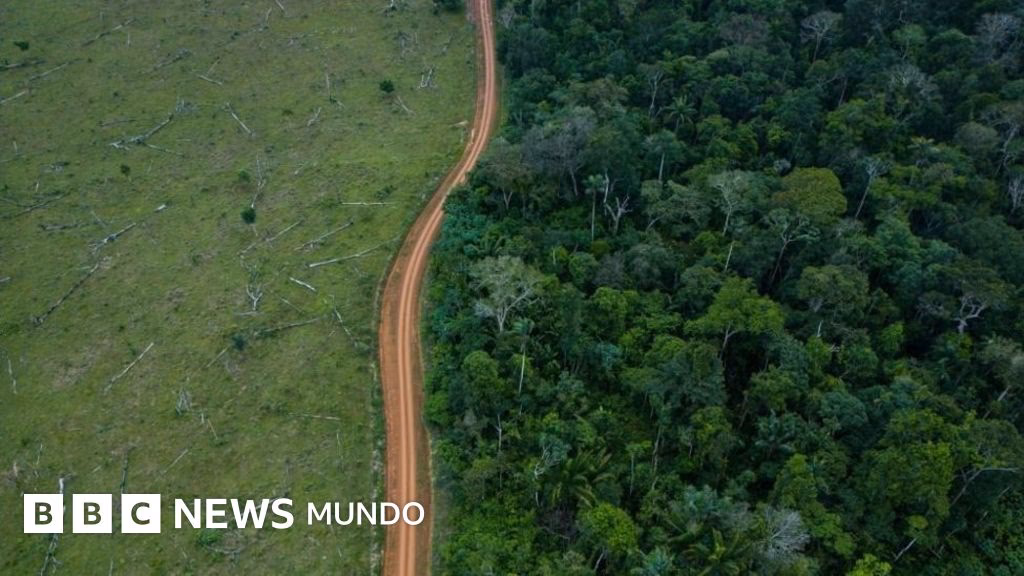 ¿Cómo se caracterizó la deforestación?