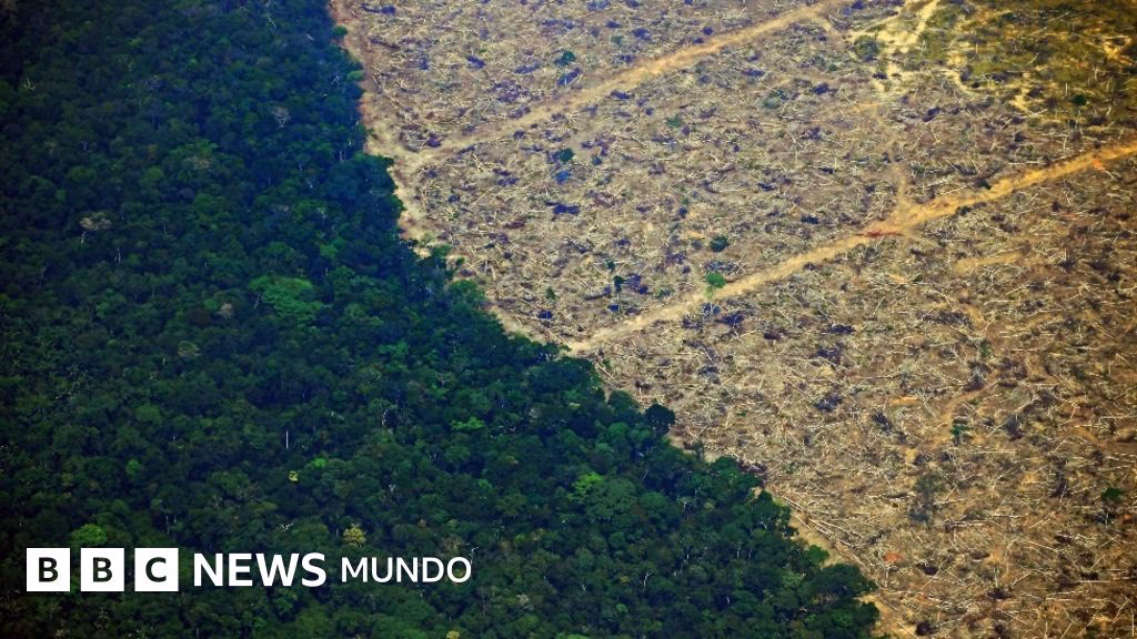 ¿Cuáles son las imágenes más impactantes sobre la deforestación en los bosques del mundo?