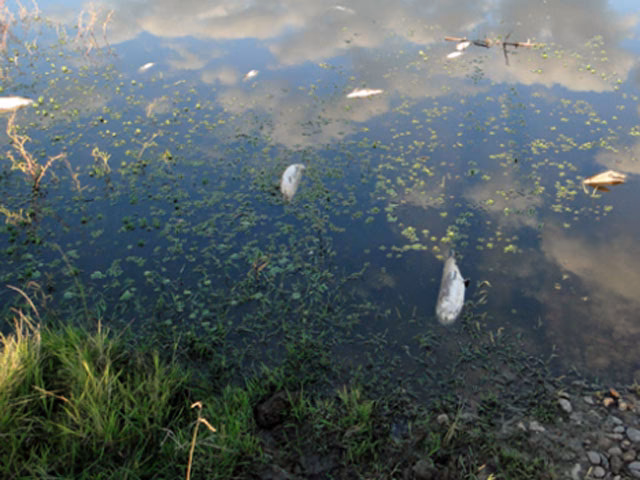 ¿Qué es la contaminación de ríos y arroyos?