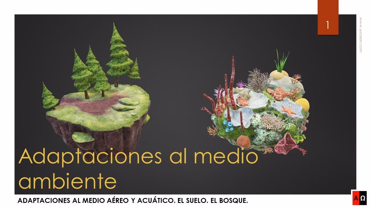 ¿Cuáles son los ejemplos de adaptaciones del ser humano al medio ambiente?