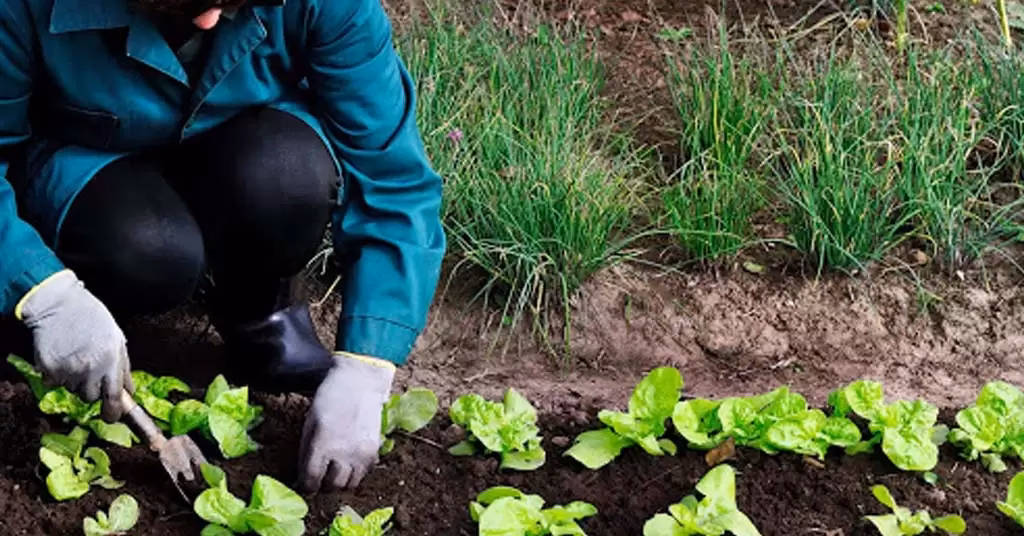 ¿Cuántas fotos e imágenes de stock hay sobre agricultura orgánica?