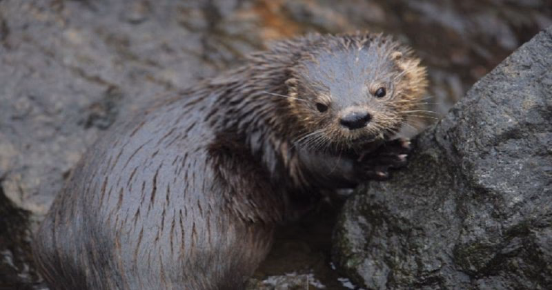¿Cómo afecta el derrame de petróleo a los animales acuáticos?