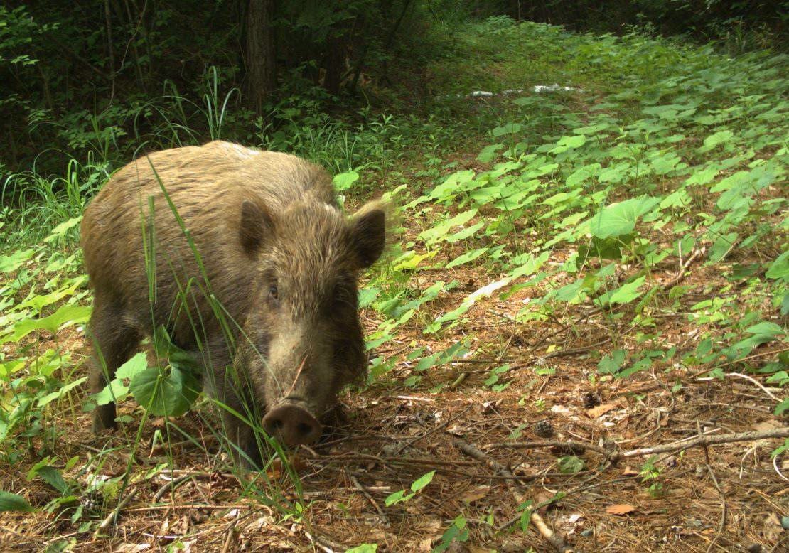 ¿Qué especies muestran el impacto de las pruebas nucleares?