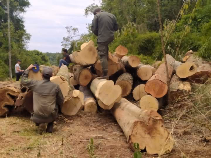 ¿Cuáles son los relictos de los bosques de la meseta misionera?