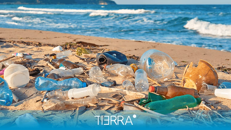 ¿Cuáles son las consecuencias de los desechos plásticos en los océanos?