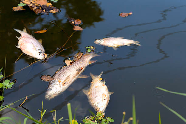 ¿Cómo afecta la contaminación del agua a los animales?