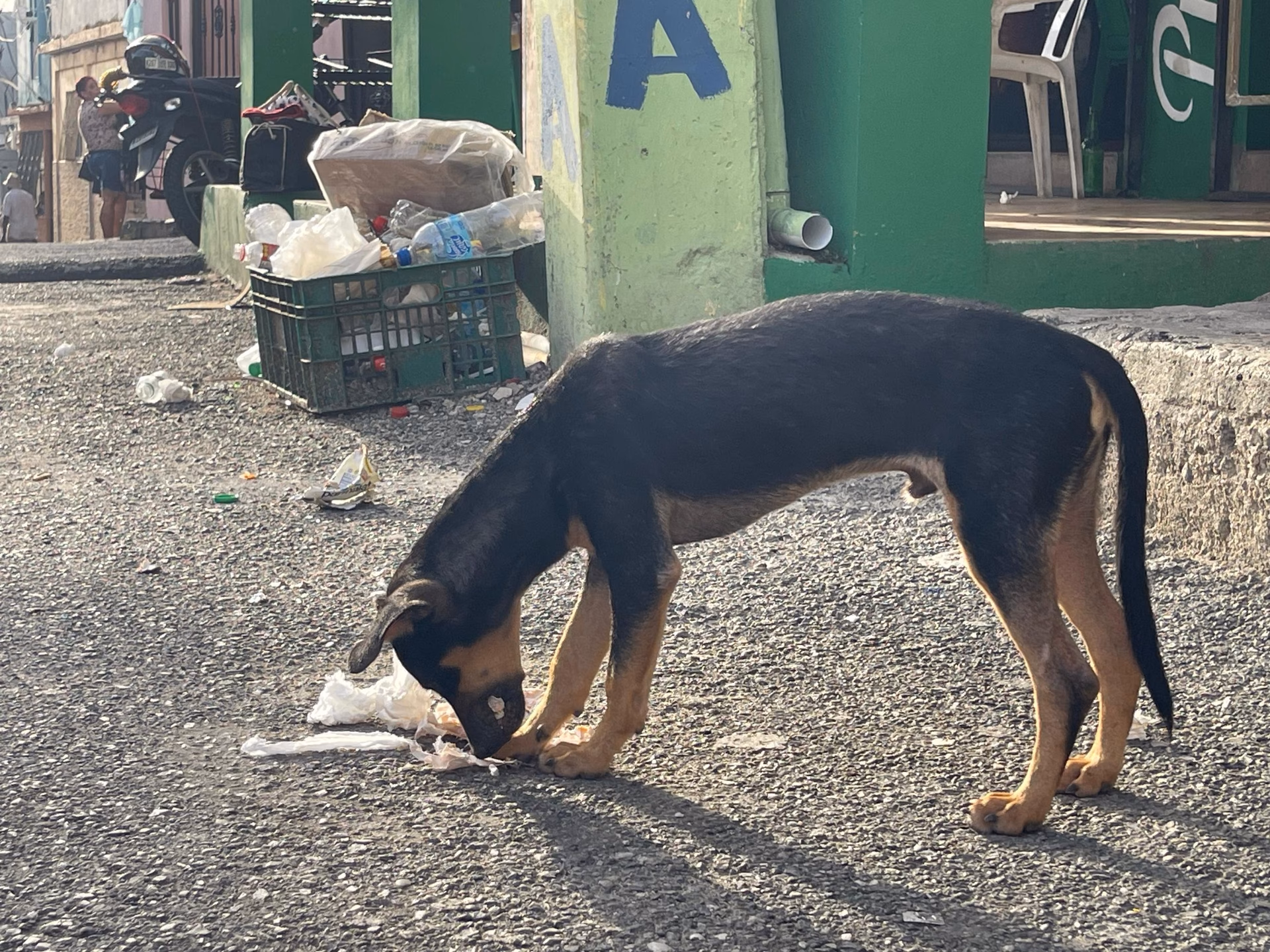 ¿Cuáles son las consecuencias de los desechos de los perros?