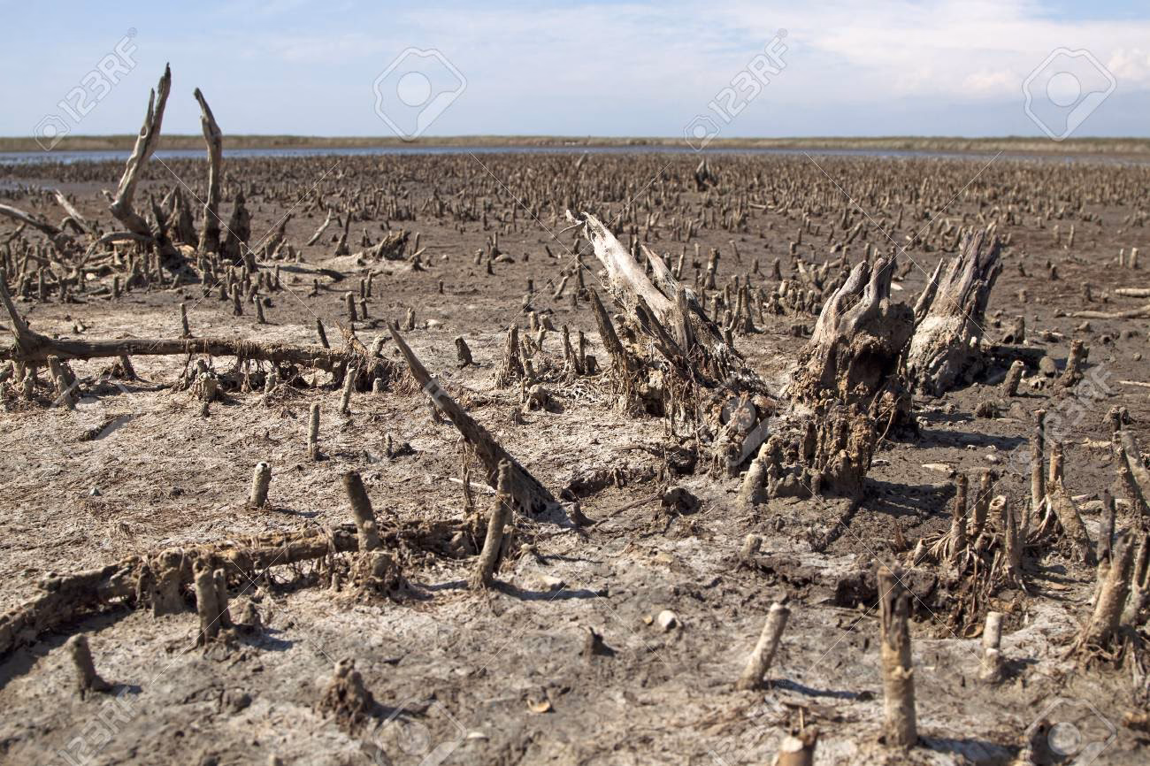 ¿Cómo saber si una planta está contaminada?