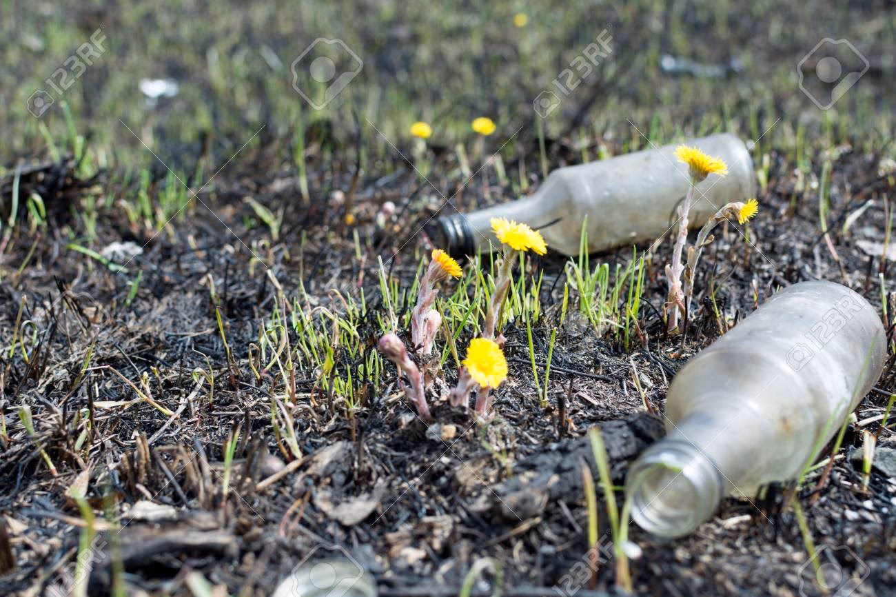 ¿Cómo actúan las plantas en el área contaminada?