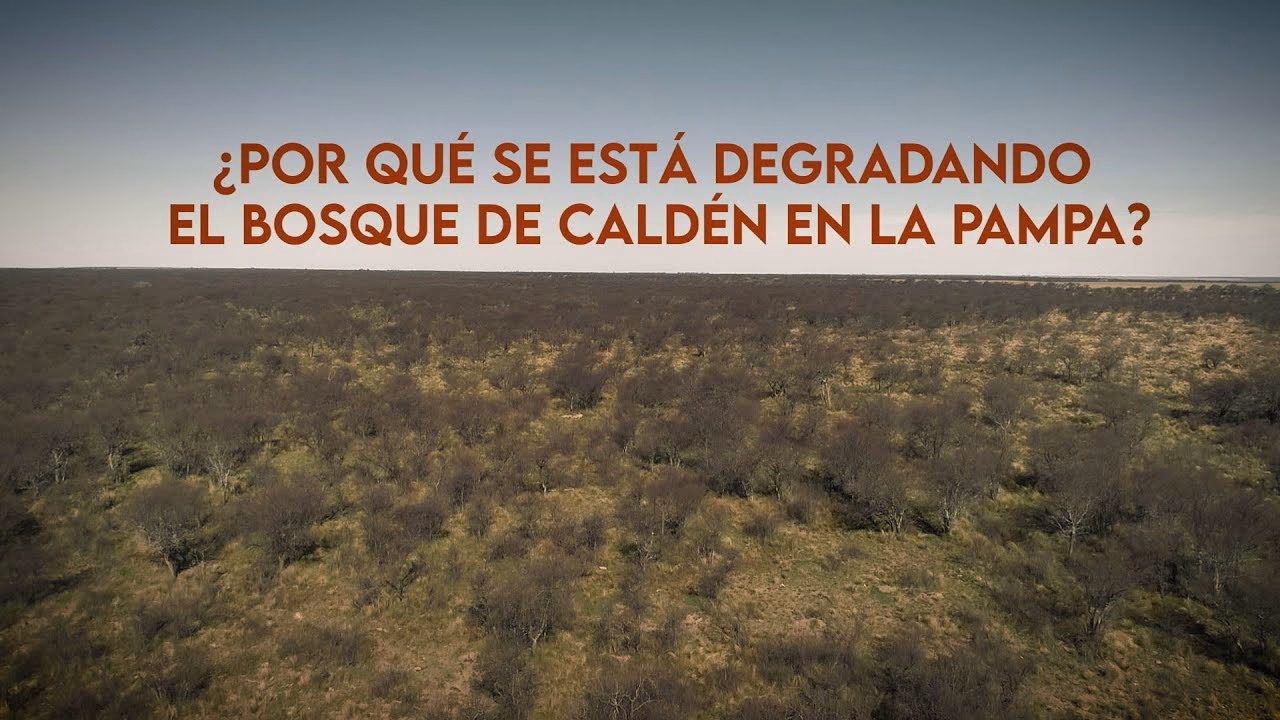 ¿Por qué se está deforestando el bosque?
