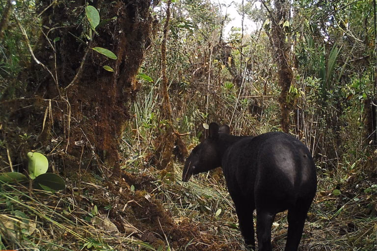 ¿Cómo afecta el tapir a la flora y la fauna?