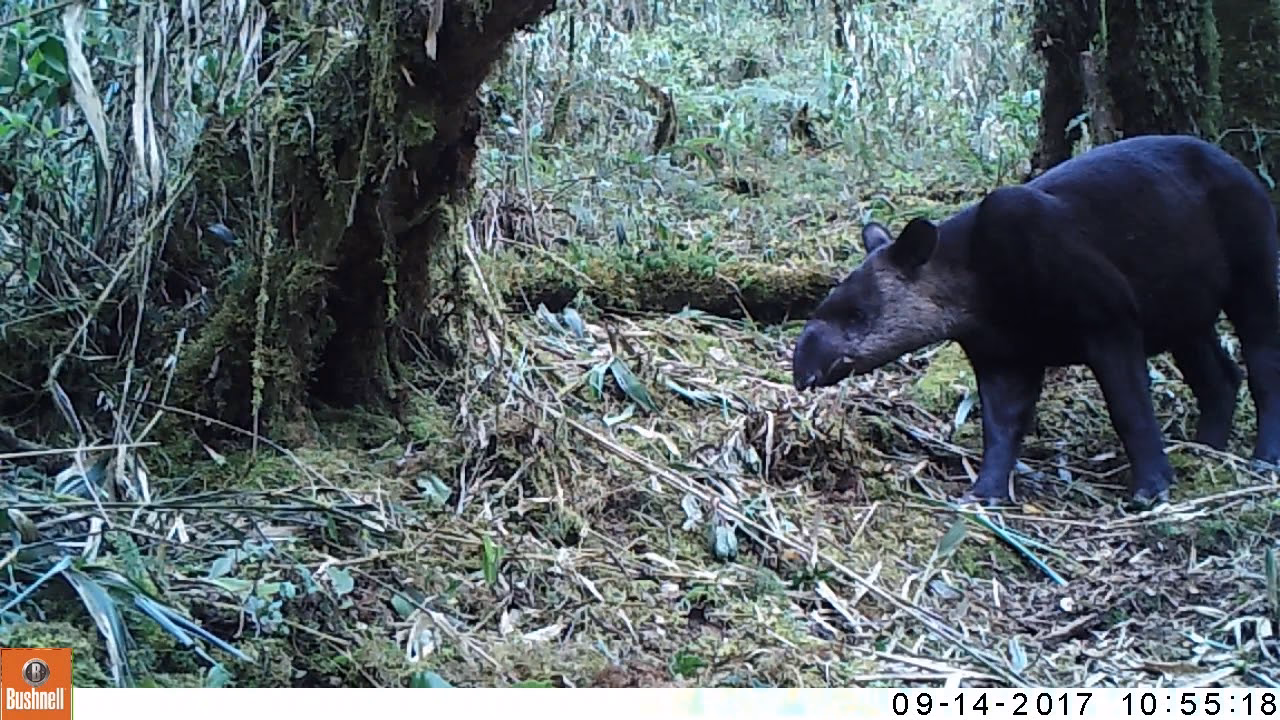 ¿Cuál es el consumo del tapir?