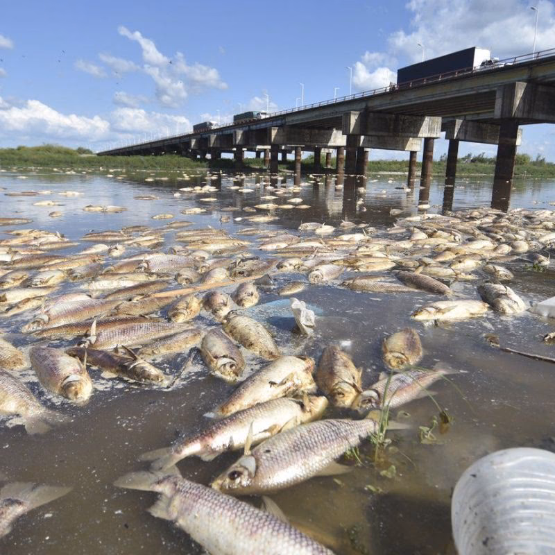 ¿Cómo afecta la contaminación del río Salado a la fauna acuática?