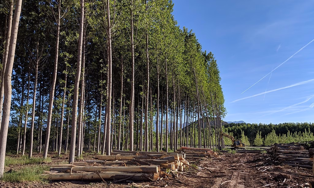 ¿Cuáles son las consecuencias del tratamiento químico de la madera?