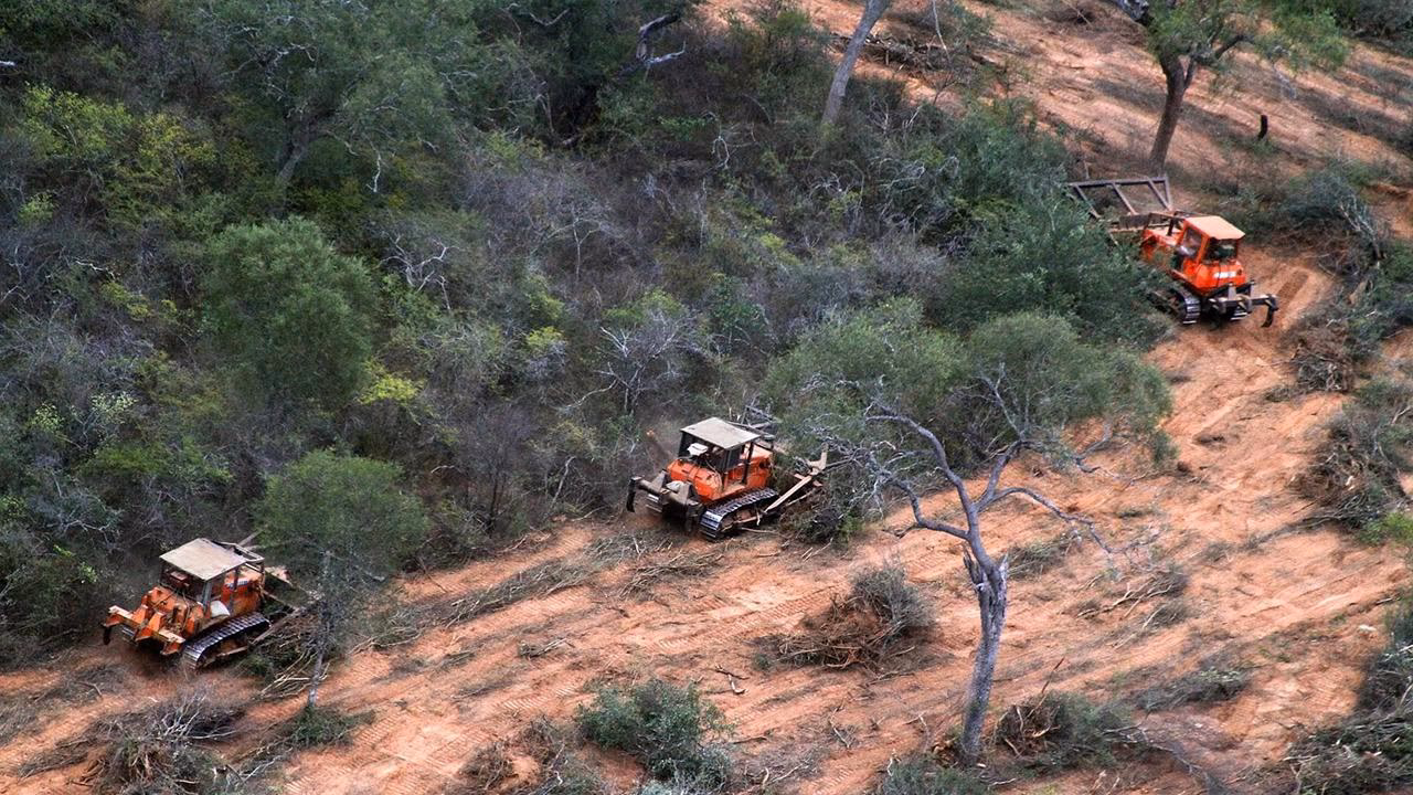 ¿Cómo se clasifican los bosques nativos de Salta?