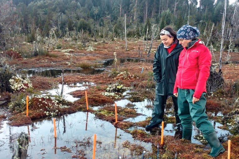 ¿Cuáles son las consecuencias ambientales de la erupción de las turberas?