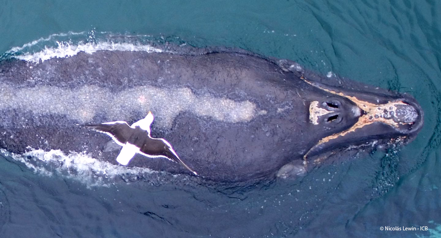 ¿Cuál es el impacto de la industria sobre las ballenas?