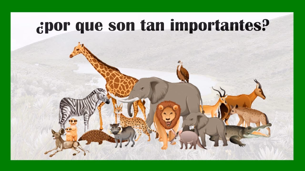 ¿Cuál es la importancia de los mamíferos en el día a día con los humanos?
