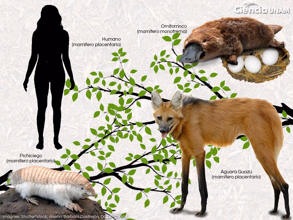 ¿Cuáles son los beneficios de los mamíferos herbívoros?