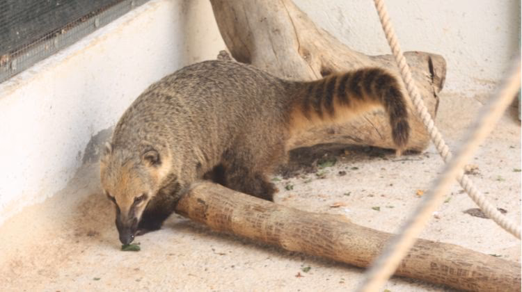 ¿Cómo afecta el cambio climático a los coatís?