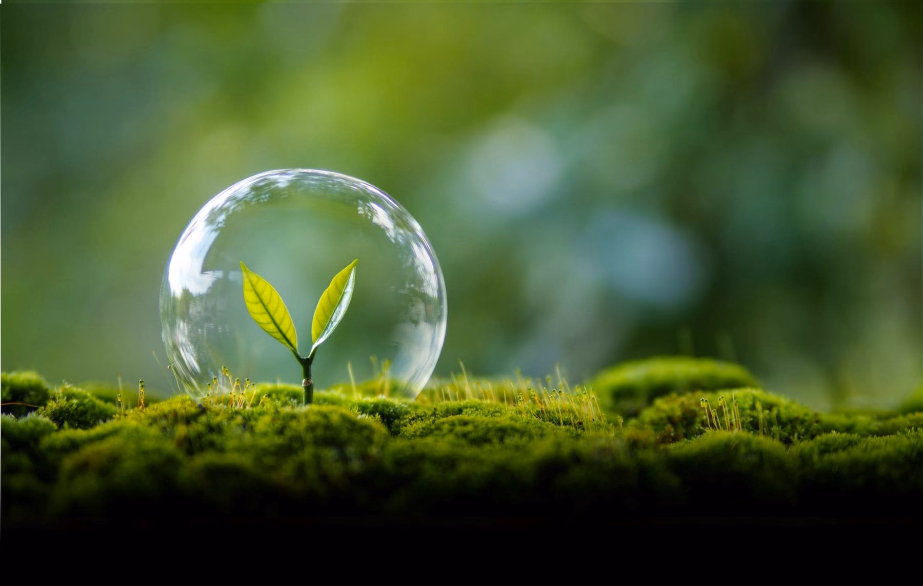 ¿Por qué seguir destruyendo cada uno de los elementos y componentes del Medio Ambiente?