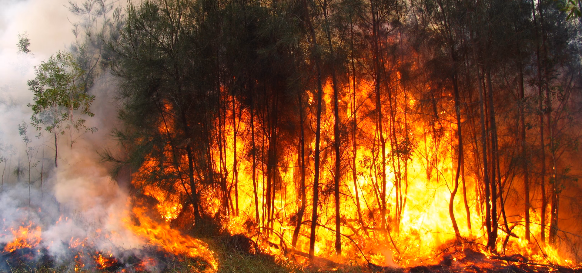 ¿Cuáles son los tipos de incendios forestales?