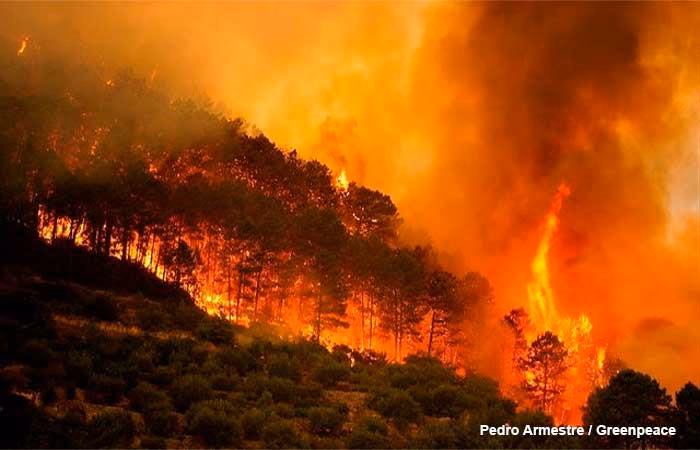 ¿Cuál es la región más afectada por los incendios forestales en 2021?