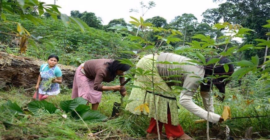 ¿Cuántos fondos internacionales han sido asignados para la conservación de bosques de Perú?