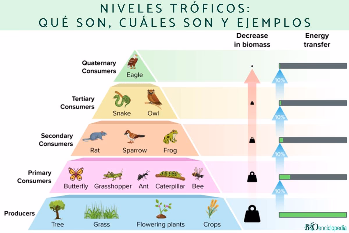¿Qué factores influyen en el índice trófico de un lago?