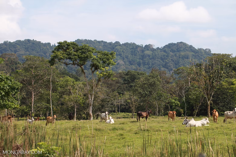 ¿Qué es la tensificación de la producción ganadera en la región chaqueña?