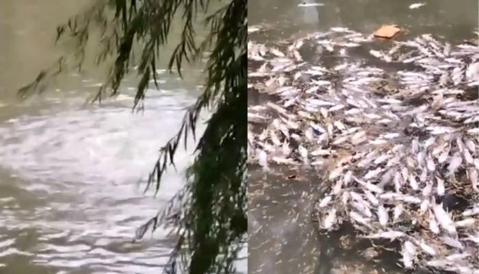 ¿Cuáles son las consecuencias de la crisis ambiental en Salta?