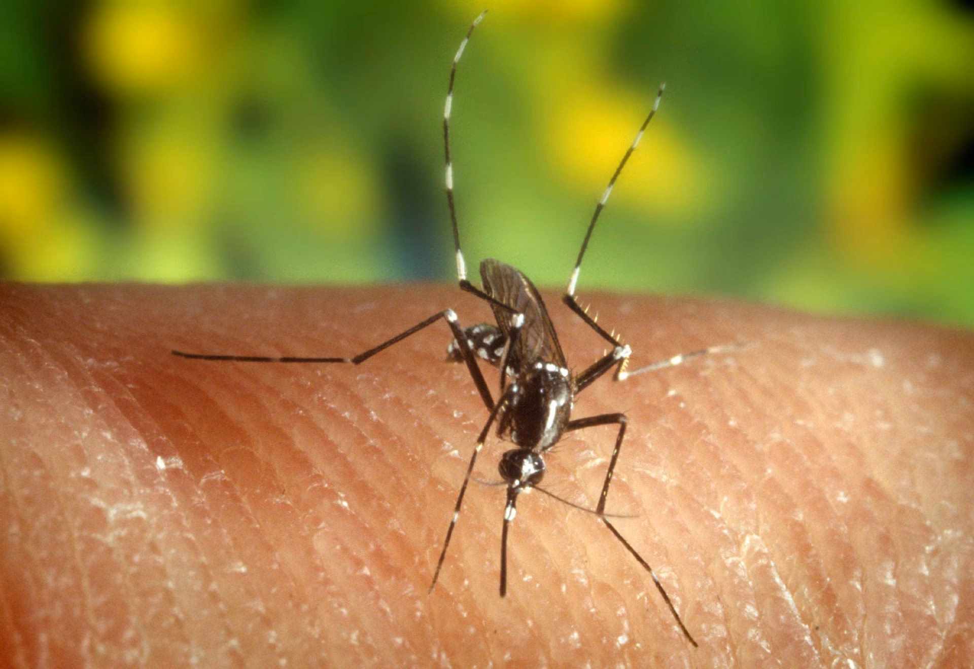 ¿Cómo afectan las temperaturas a los mosquitos?