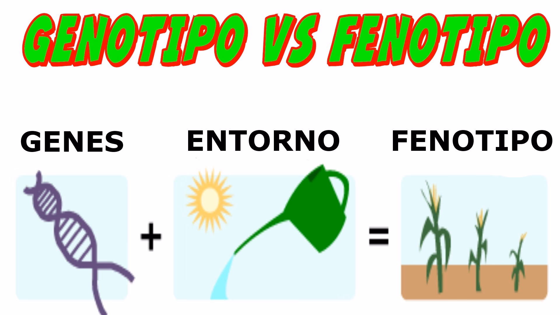 ¿Cuál es la influencia del ambiente en el fenotipo?