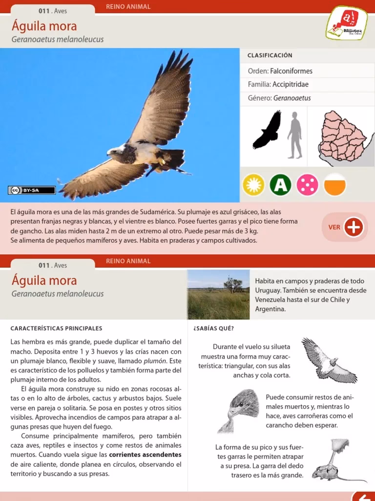 ¿Cuál es el rol ecológico del águila mora?