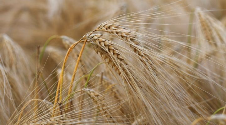 ¿Cómo se evalúa el impacto del cambio climático en el sector agrícola?