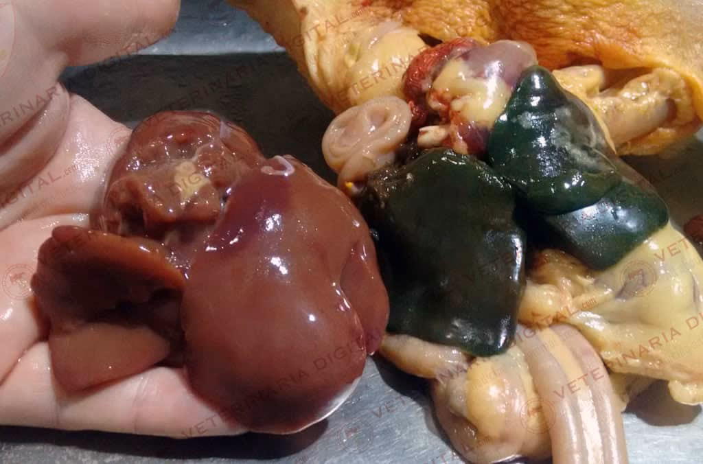 ¿Cuál es la composición química del hígado de pollo?