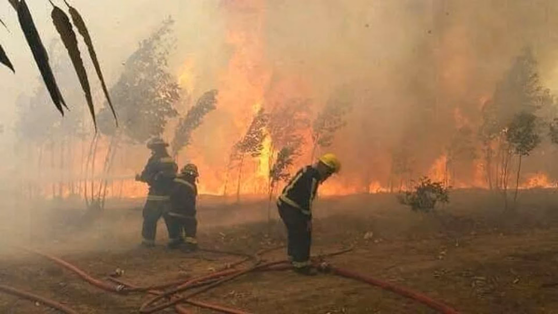 ¿Cuáles son los efectos de los incendios forestales?