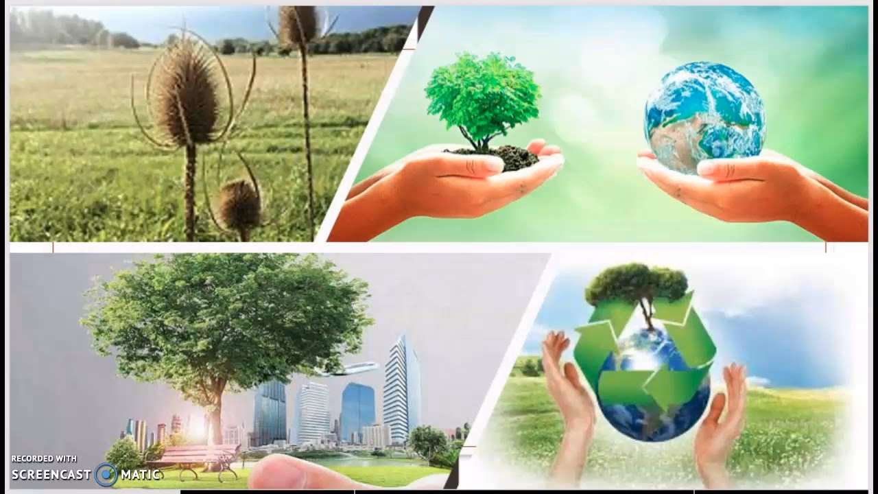 ¿Cómo se relacionan la innovación técnica y el desarrollo sustentable?