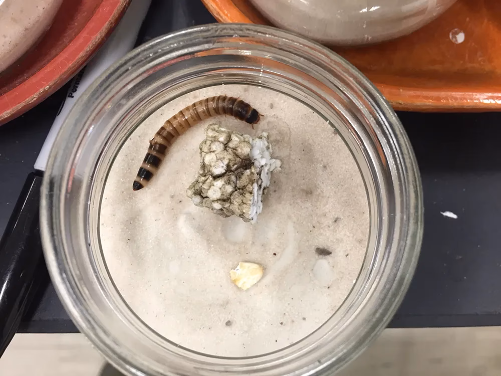 Can insects address plastic pollution from a biodegradation perspective?