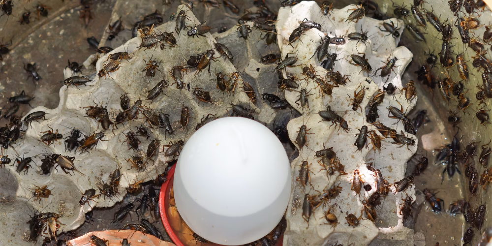 ¿Cuáles son los riesgos de los alimentos a base de insectos?