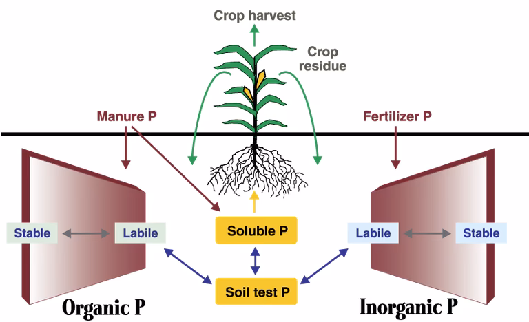 Can phosphate solubilizing microorganisms improve plant absorption of phosphorus?