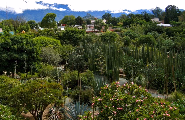 ¿Cuál es la estructura de la biodiversidad en Oaxaca?