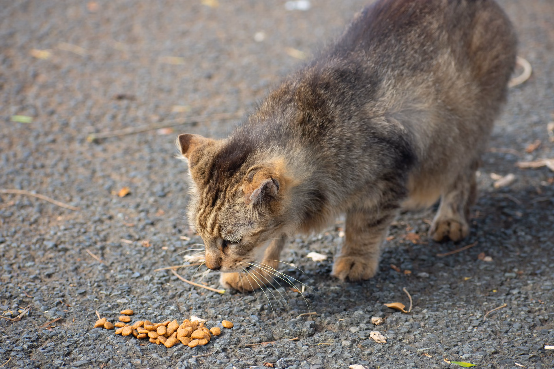 ¿Qué causa la intoxicación en gatos?