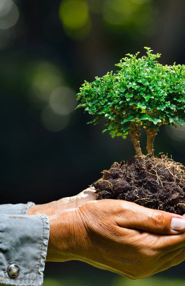 ¿Qué es el medio ambiente?