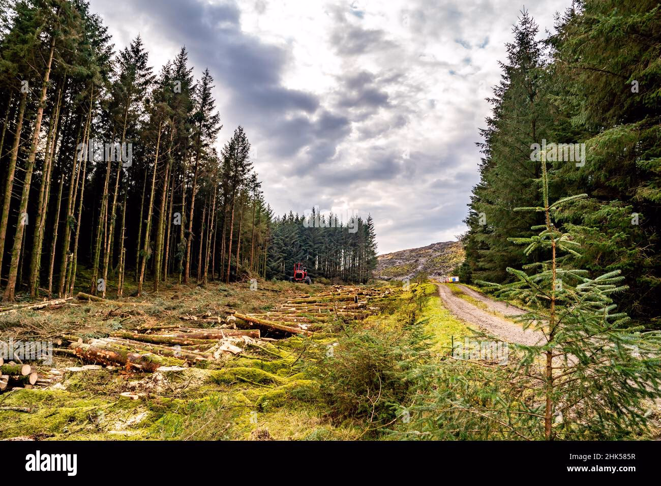 What causes deforestation in Ireland?
