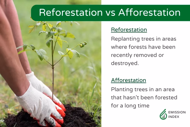 How does reforestation mitigate the effects of deforestation?