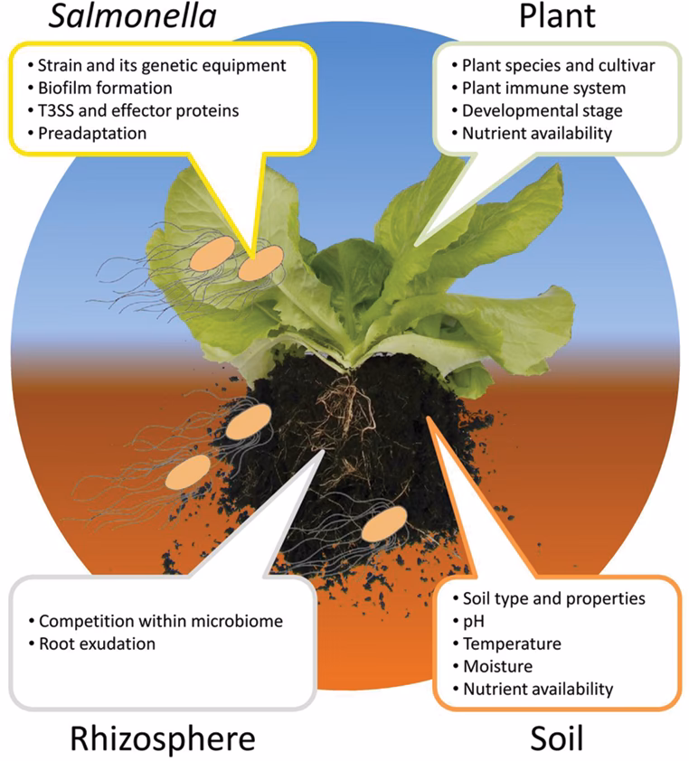 Are fruits and vegetables a source of Salmonella contamination?