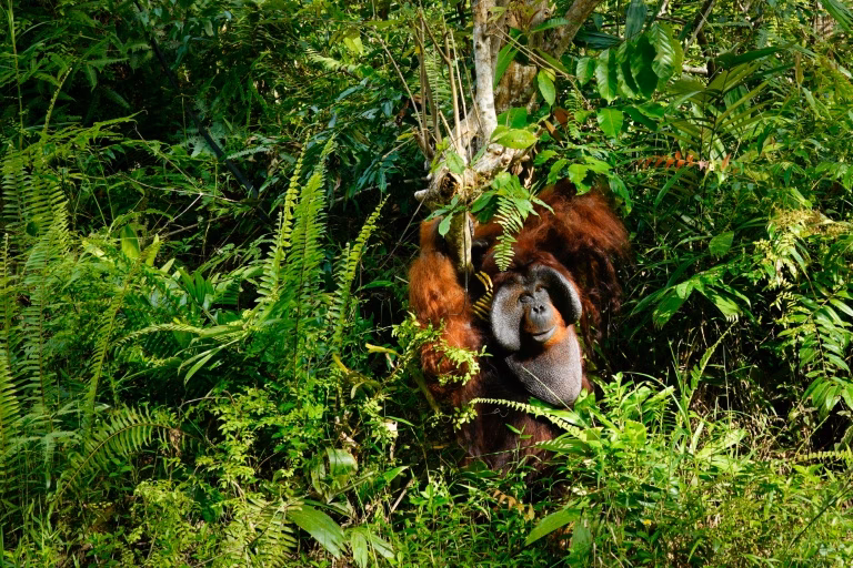 ¿Dónde se encuentran las islas desiertas?
